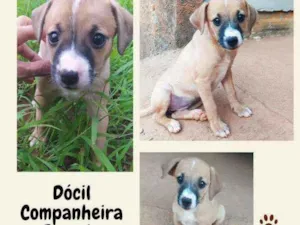 Cachorro raça Vira lata idade 2 a 6 meses nome ...