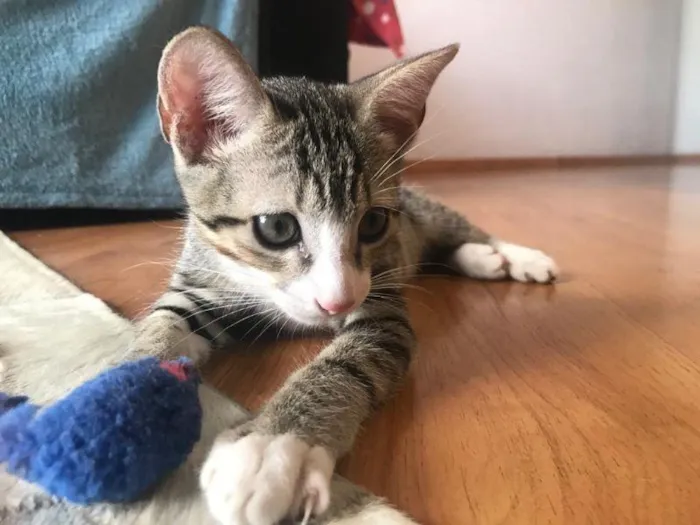 Gato raça SRD-ViraLata idade 2 a 6 meses nome Haji