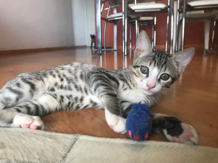 Gato raça SRD-ViraLata idade 2 a 6 meses nome Haji