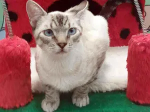Gato raça SRD idade 2 a 6 meses nome Prestígio 