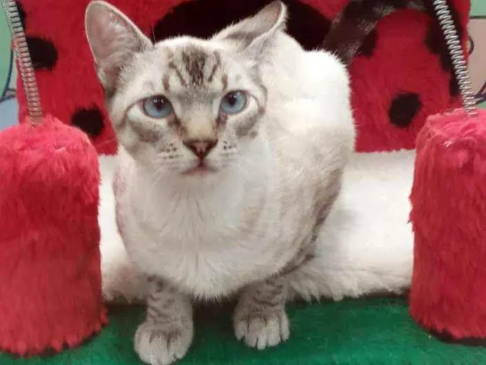 Gato ra a SRD idade 2 a 6 meses nome Prestígio 