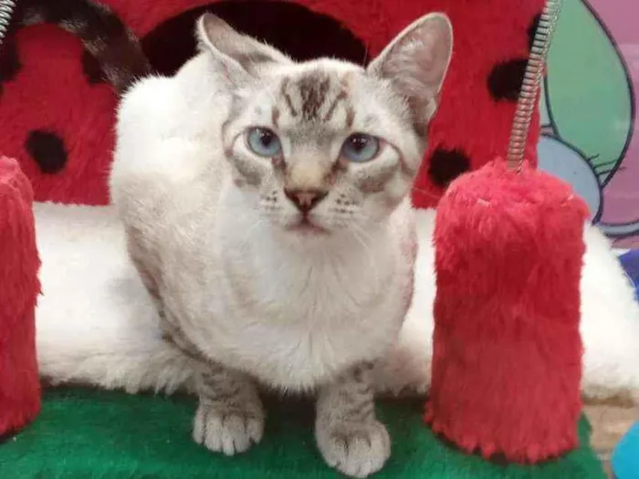 Gato ra a SRD idade 2 a 6 meses nome Prestígio 