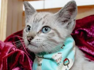 Gato raça SRD-ViraLata idade 2 a 6 meses nome ATHENA