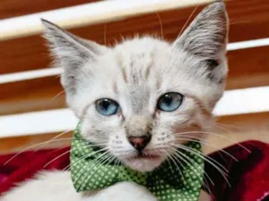Gato raça SRD-ViraLata idade 2 a 6 meses nome Arion