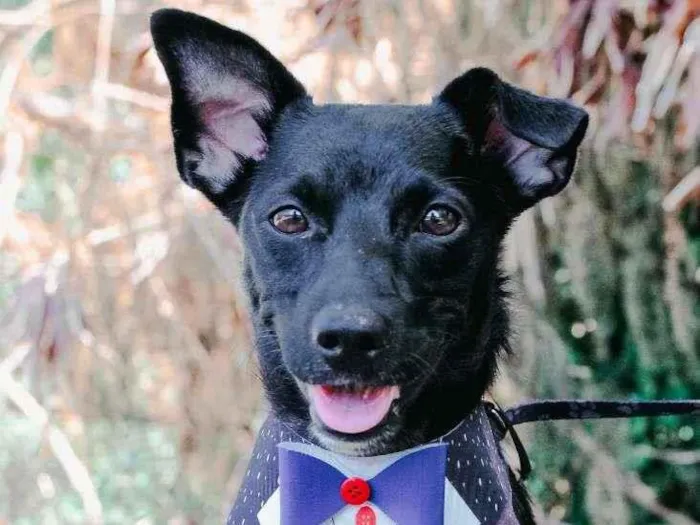 Cachorro ra a SRD-ViraLata idade 2 anos nome Dom