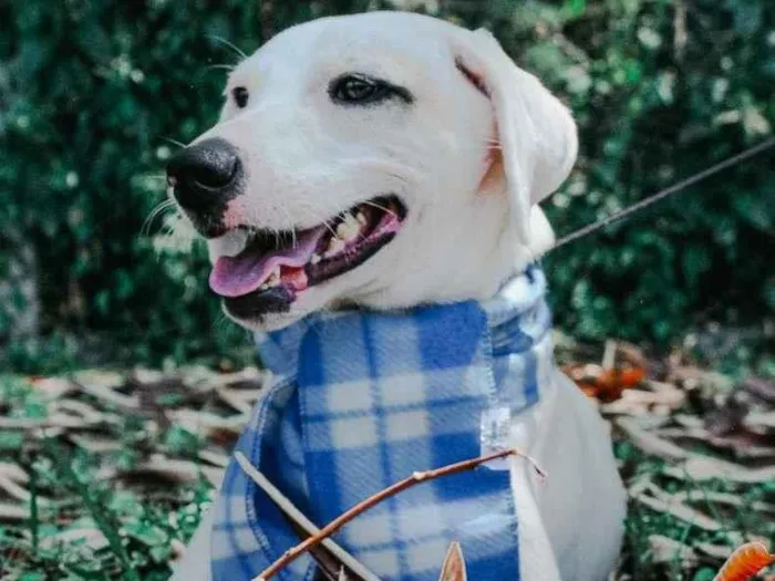 Cachorro ra a SRD-ViraLata idade 7 a 11 meses nome Snow