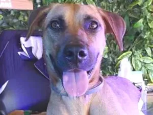 Cachorro raça SRD-ViraLata idade 2 anos nome Tiana