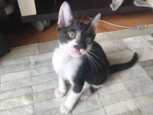 Gato raça SRD-ViraLata idade 2 a 6 meses nome Mikka