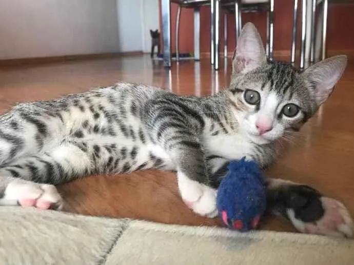 Gato raça SRD-ViraLata idade 2 a 6 meses nome Haji