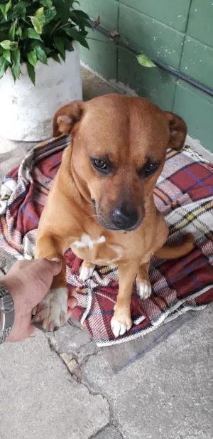 Cachorro raça Vira-lata idade 6 ou mais anos nome REX