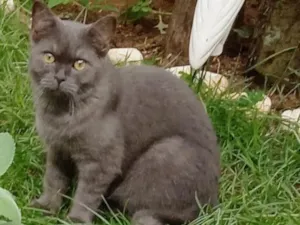 Gato raça British idade 2 a 6 meses nome Floyd GRATIFICA