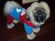 Cachorro raça Shitzu idade 6 ou mais anos nome Doddy
