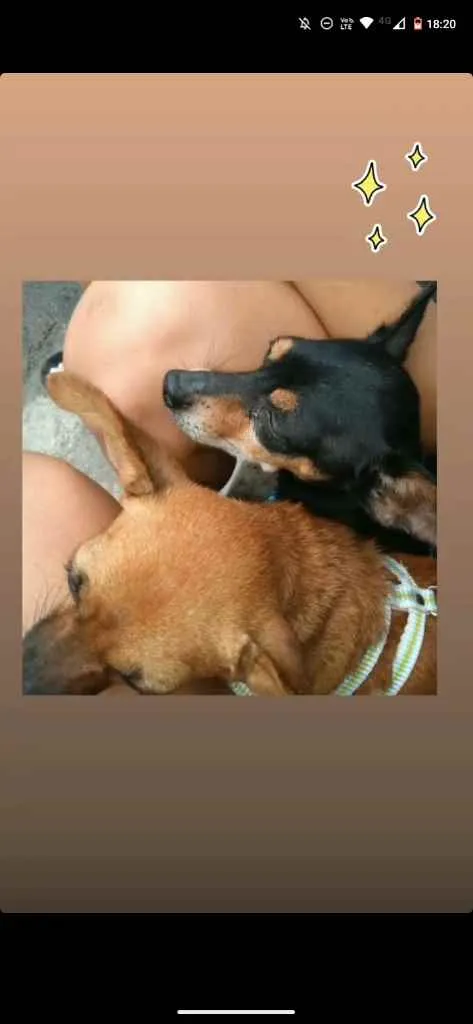 Cachorro ra a pinsher e uma misticada  idade 6 ou mais anos nome rabito e nina 