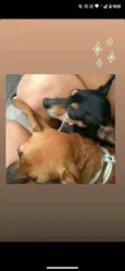rabito e nina