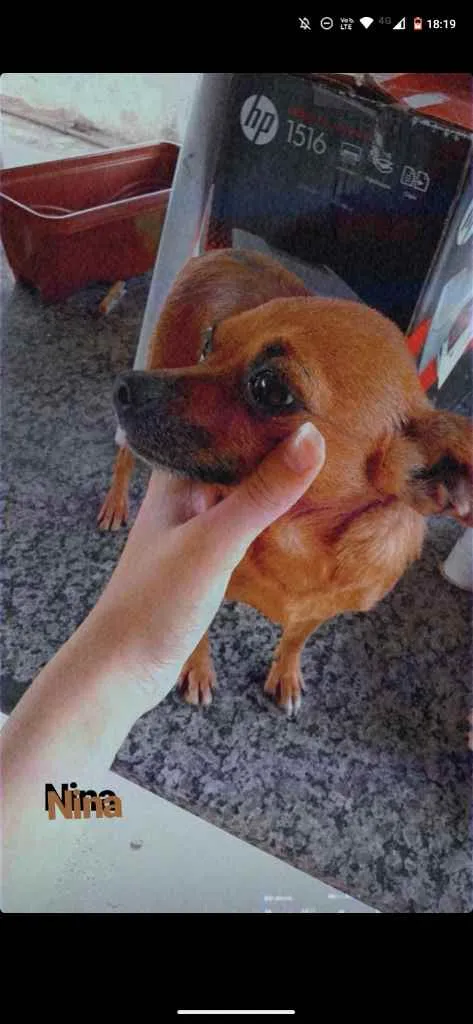 Cachorro ra a pinsher e uma misticada  idade 6 ou mais anos nome rabito e nina 