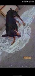 rabito e nina