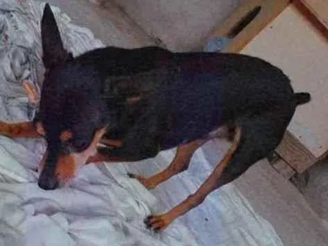 Cachorro ra a pinsher e uma misticada  idade 6 ou mais anos nome rabito e nina 