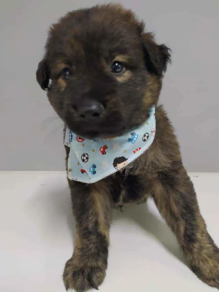 Cachorro raça SRD idade Abaixo de 2 meses nome Urso