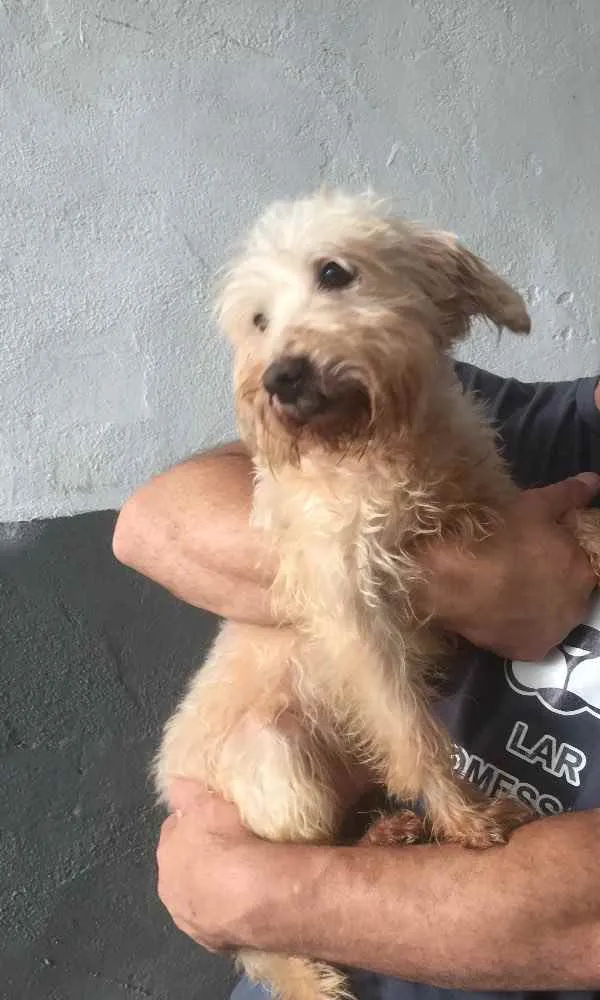 Cachorro ra a Mix Poodle idade 2 anos nome Théo