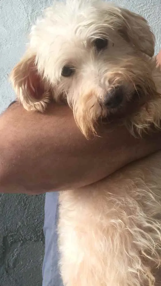 Cachorro ra a Mix Poodle idade 2 anos nome Théo