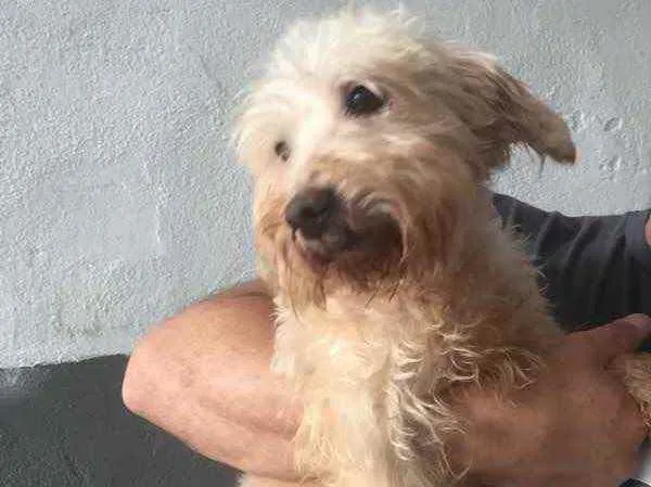 Cachorro ra a Mix Poodle idade 2 anos nome Théo