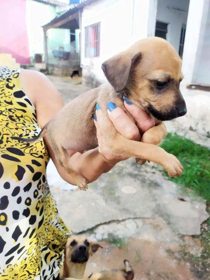 Cachorro raça Srd idade Abaixo de 2 meses nome Srd