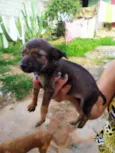 Cachorro raça Srd idade Abaixo de 2 meses nome Srd