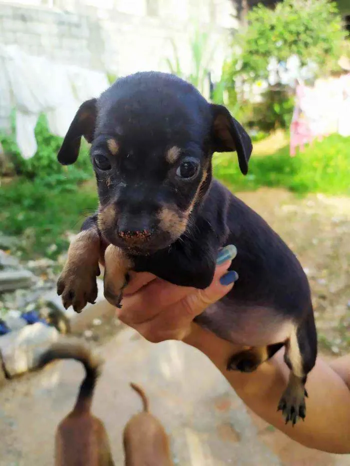 Cachorro raça Srd idade Abaixo de 2 meses nome Srd