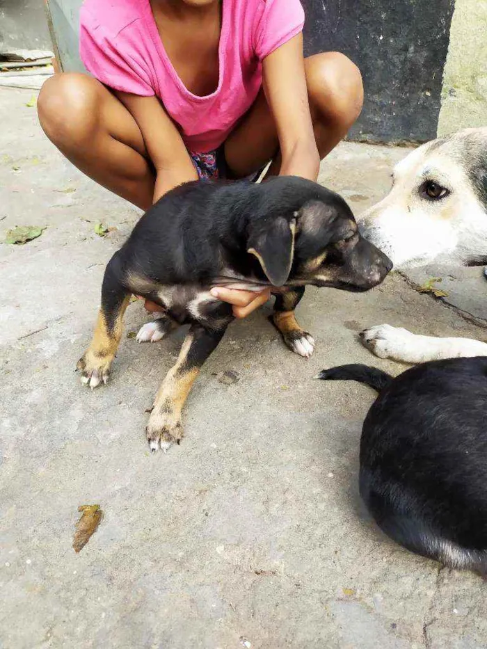 Cachorro raça Srd idade Abaixo de 2 meses nome Srd