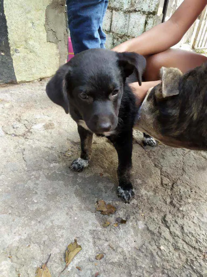 Cachorro raça Srd idade Abaixo de 2 meses nome Srd