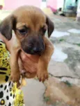Cachorro raça Srd idade Abaixo de 2 meses nome Srd