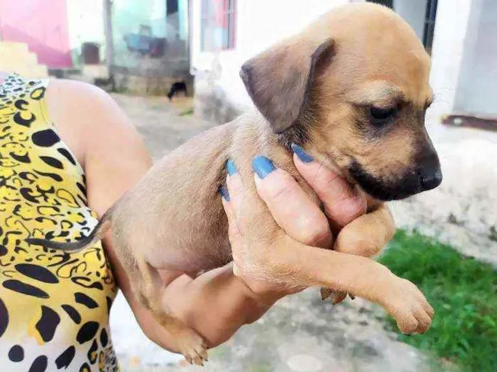 Cachorro raça Srd idade Abaixo de 2 meses nome Srd