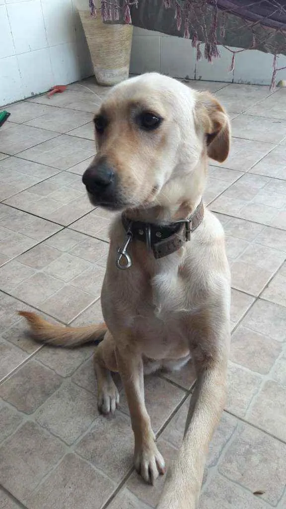 Cachorro raça Srd idade 1 ano nome Ana