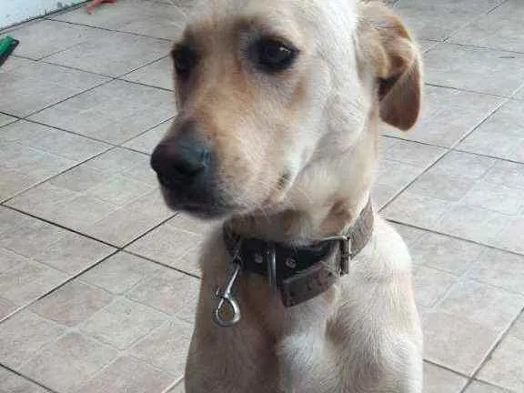 Cachorro raça Srd idade 1 ano nome Ana