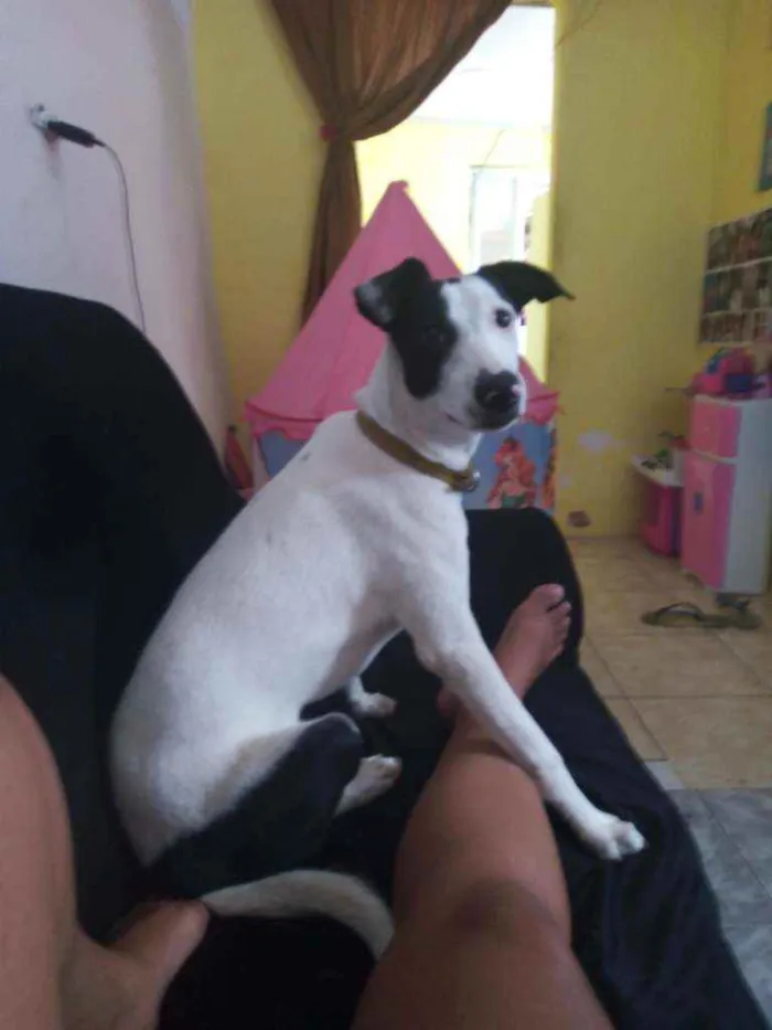 Cachorro ra a Srd idade 7 a 11 meses nome José