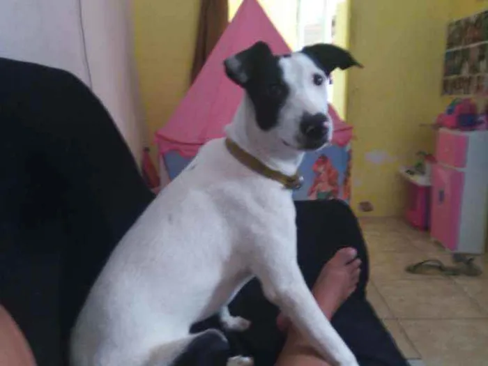 Cachorro ra a Srd idade 7 a 11 meses nome José