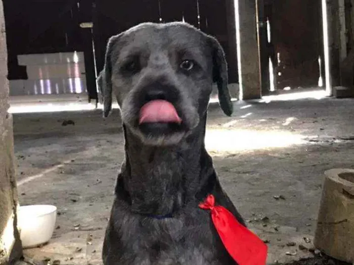 Cachorro raça Poodle ( mestiço) idade 2 anos nome Rick 