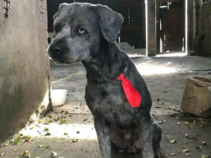 Cachorro raça Poodle ( mestiço) idade 2 anos nome Rick 
