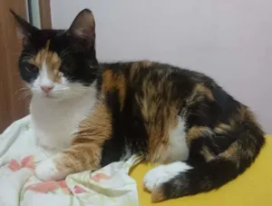 Gato raça SRD-ViraLata idade 6 ou mais anos nome Cristal