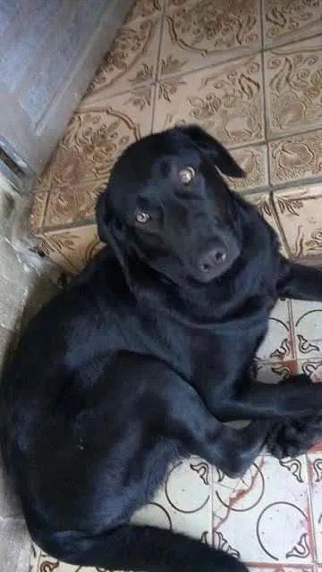 Cachorro raça Labrador / bace idade 1 ano nome Pretinha