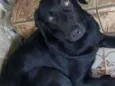 Pretinha