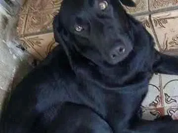 Cachorro raça Labrador / bace idade 1 ano nome Pretinha