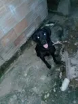 Pretinha