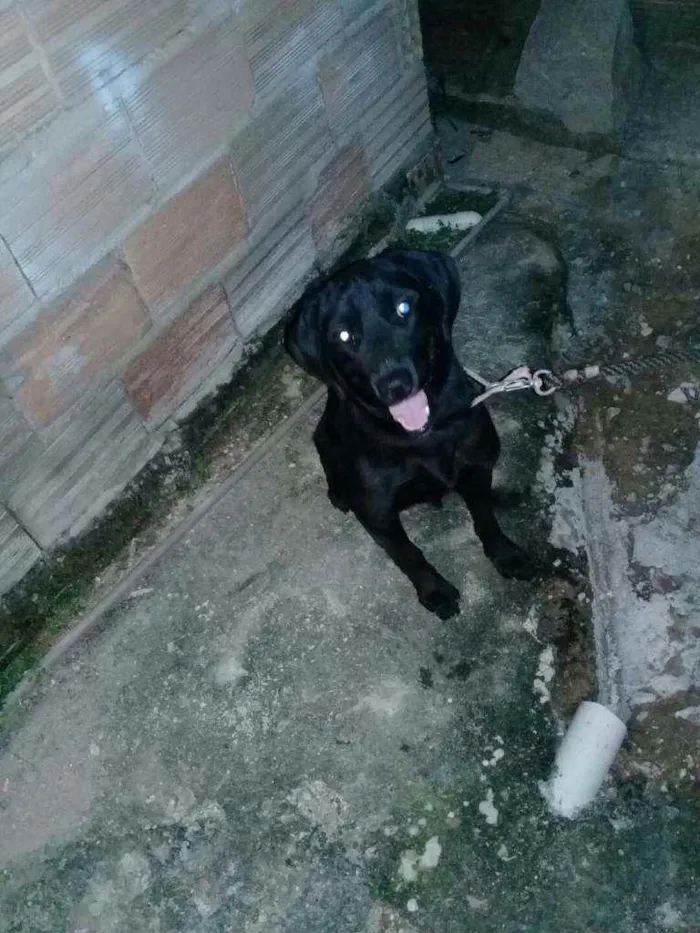 Cachorro raça Labrador / bace idade 1 ano nome Pretinha