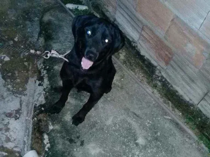 Cachorro raça Labrador / bace idade 1 ano nome Pretinha