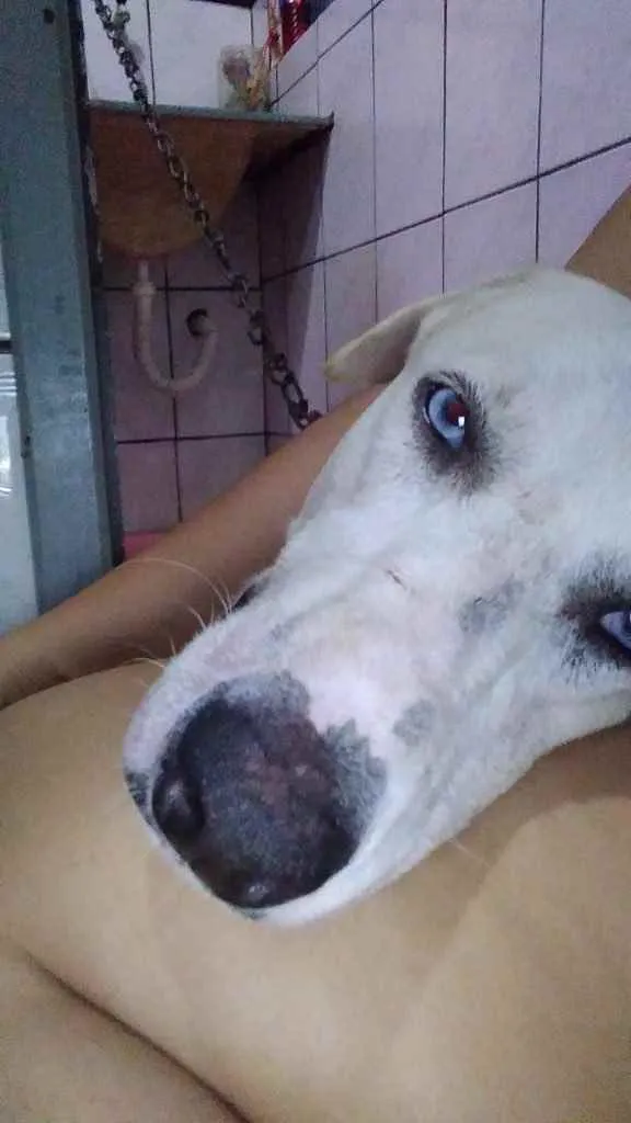 Cachorro ra a SRD  idade 2 anos nome Ouro branco 