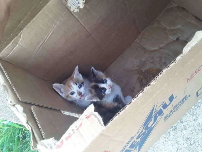 Gato ra a Sem raça definida  idade Abaixo de 2 meses nome Mel 