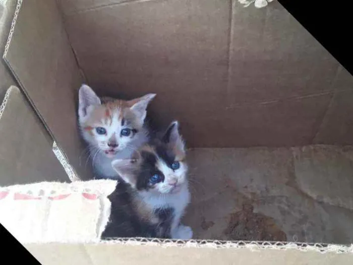 Gato ra a Sem raça definida  idade Abaixo de 2 meses nome Mel 
