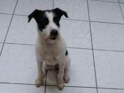 Cachorro ra a SRD idade 2 a 6 meses nome ZÔE