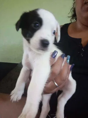Cachorro raça Sem Raça Definida idade  nome Sem.nome
